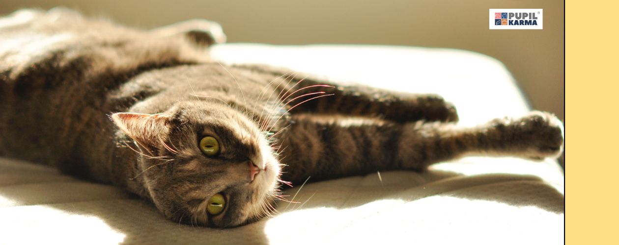 Najczęstsze przyczyny łupieżu. Zdjęcie leżącego na boku kota w pełnym słońcu. Po prawej żółty pas i logo pupilkarma. 